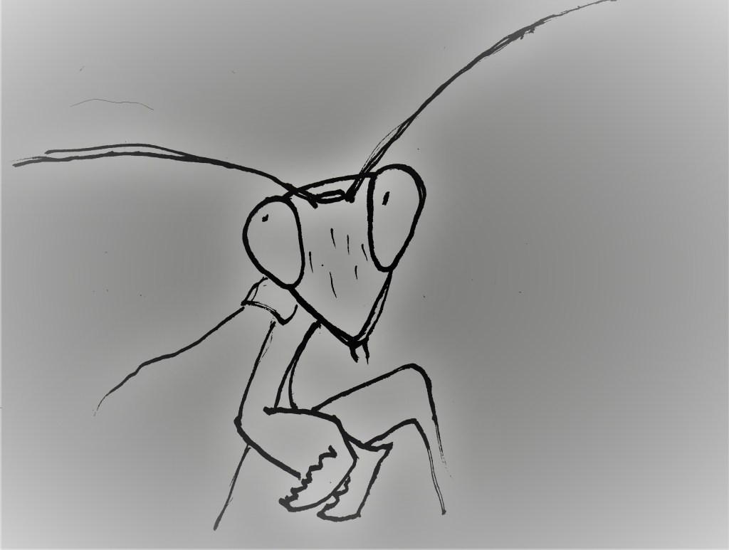 praying mantis, sheepish